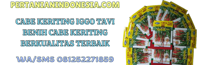 cabe,keriting,cabe keriting,iggo tavi,f1,cap kapal terbang,bisi,pertanian indonesia